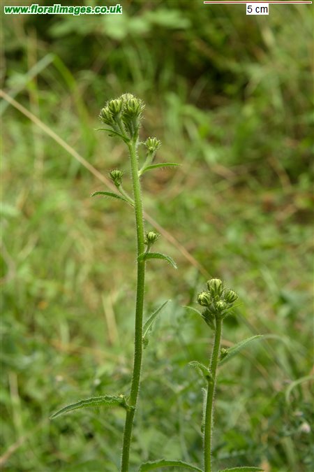 Picris hieracioides