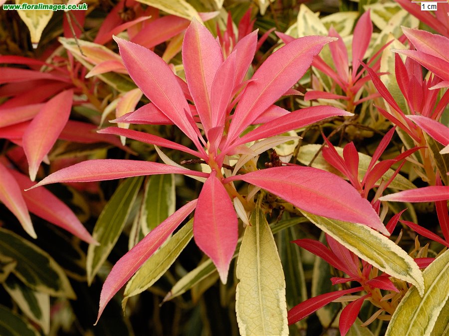 Pieris japonica