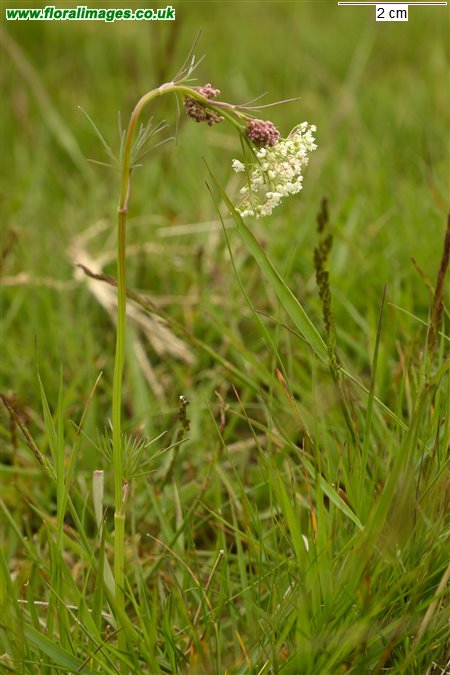Pimpinella saxifraga