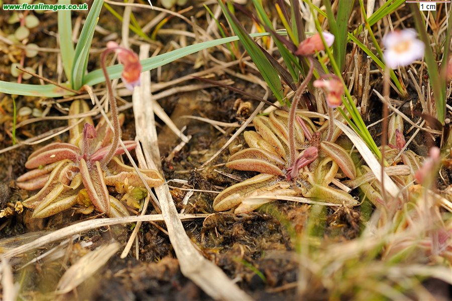 Pinguicula lusitanica