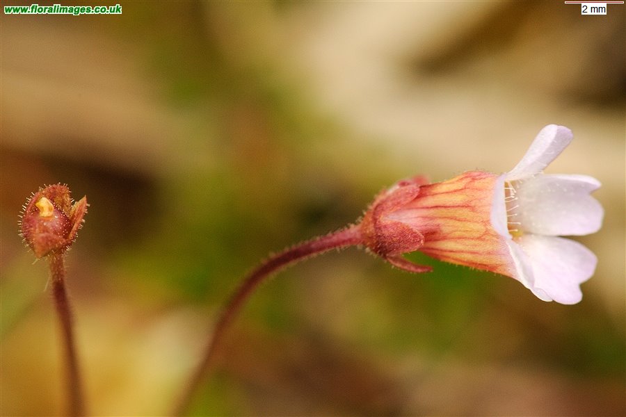 Pinguicula lusitanica