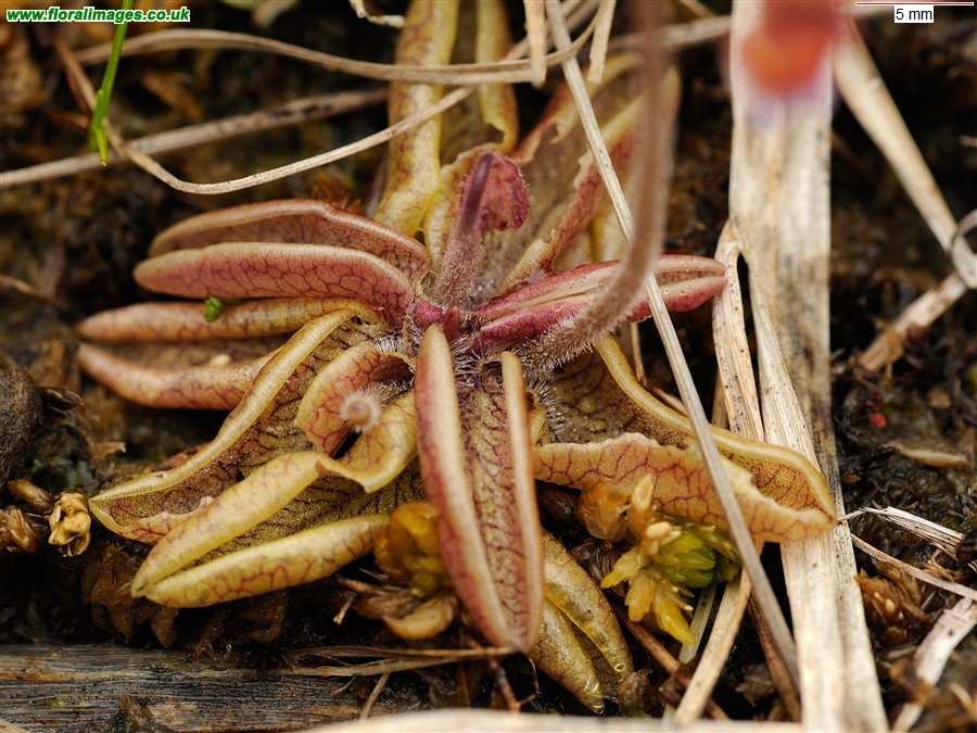 Pinguicula lusitanica
