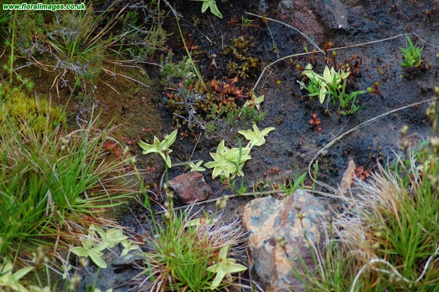 Pinguicula vulgaris