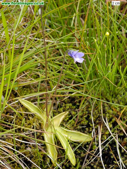 Pinguicula vulgaris