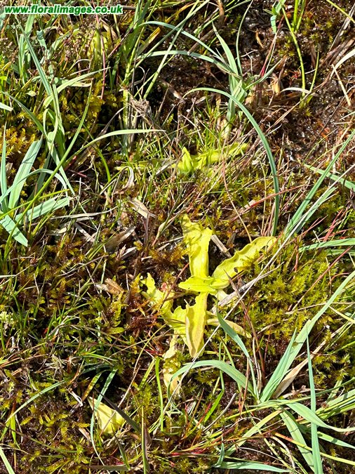 Pinguicula vulgaris
