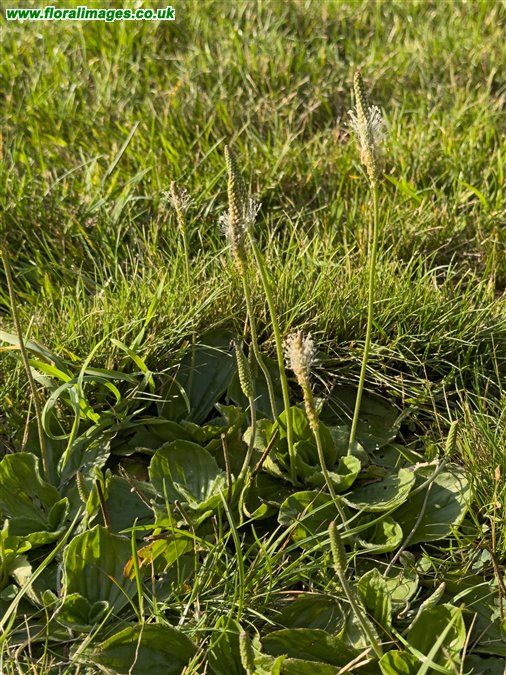 Plantago media