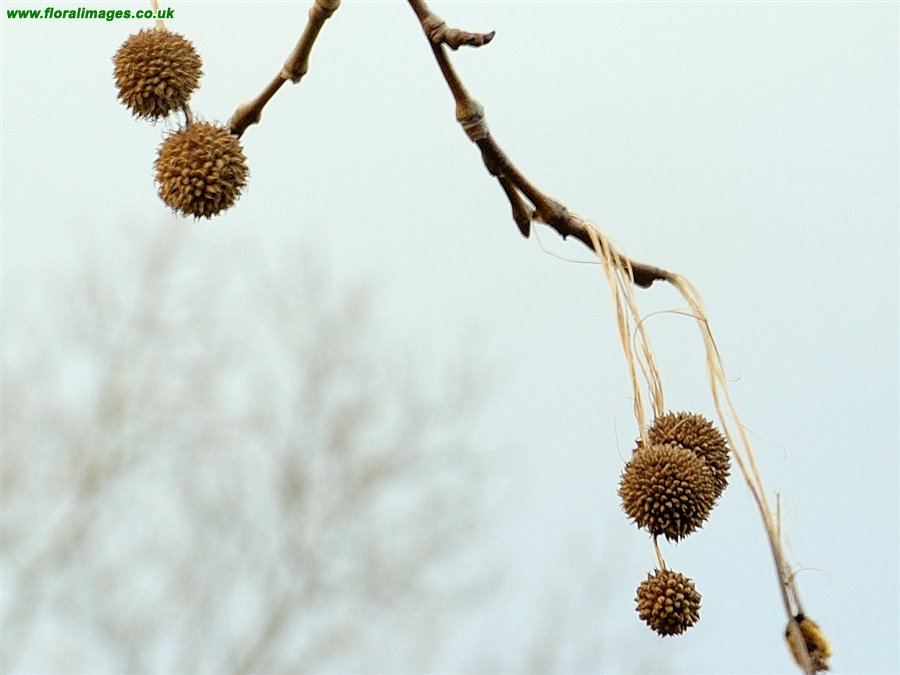 Platanus x hispanica