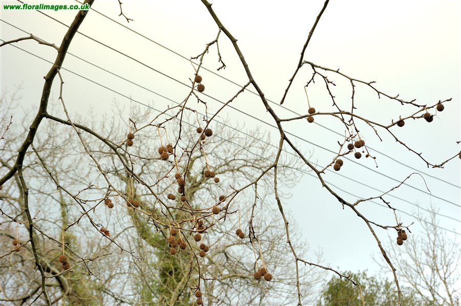 Platanus x hispanica