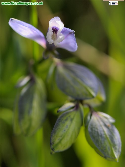 Polygala serpyllifolia
