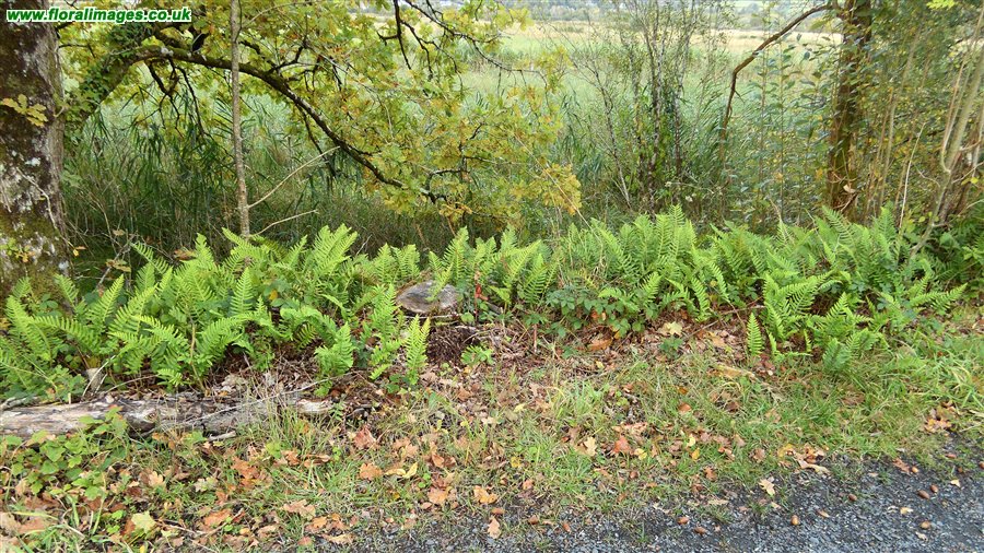 Polypodium interjectum