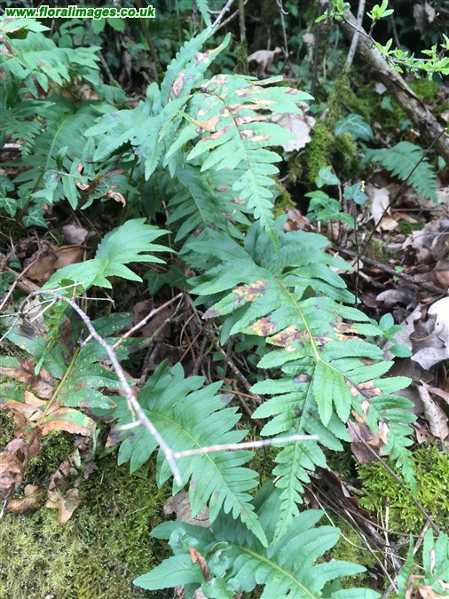 Polypodium interjectum