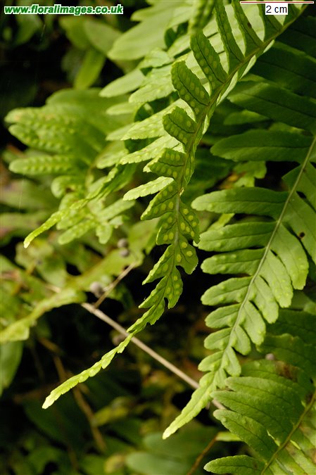 Polypodium interjectum