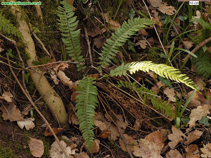 Polystichum aculeatum