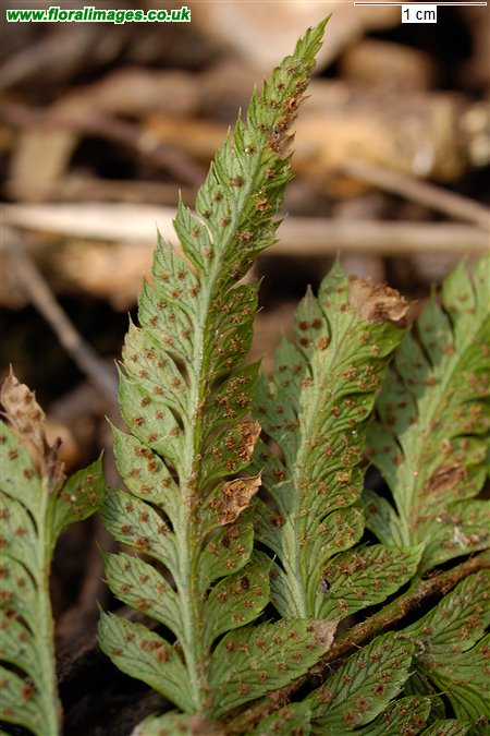 Polystichum aculeatum