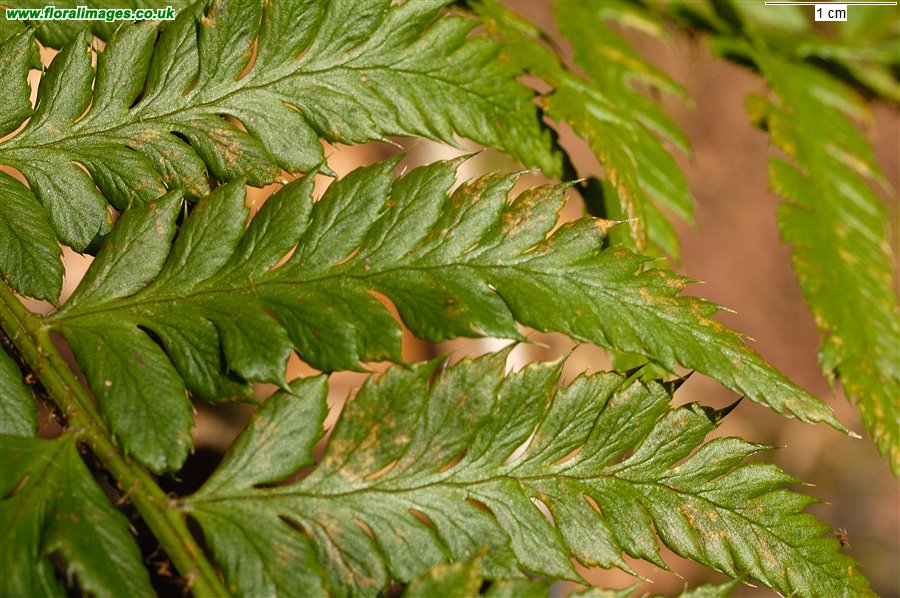 Polystichum aculeatum