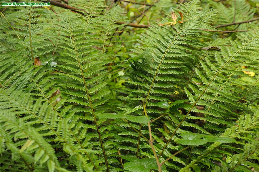 Polystichum setiferum
