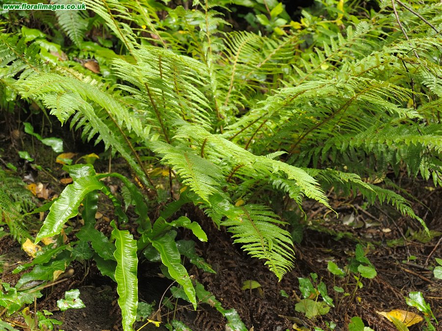 Polystichum setiferum