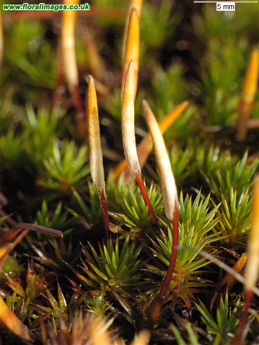 Polytrichum juniperinum