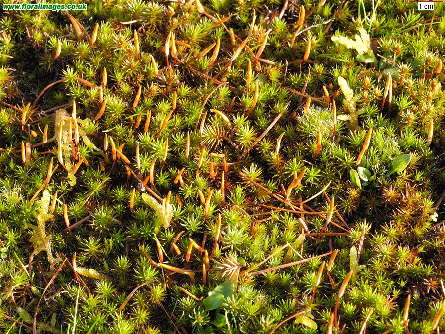 Polytrichum juniperinum