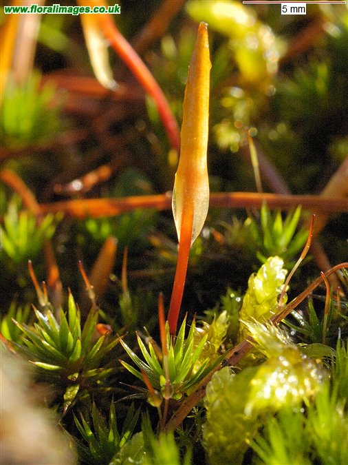 Polytrichum juniperinum