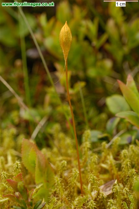 Polytrichum juniperinum