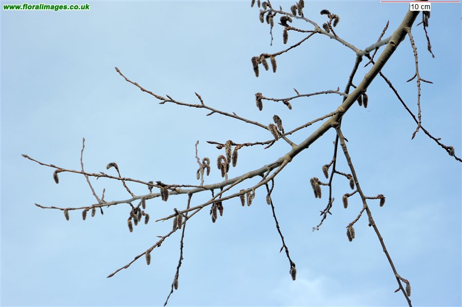 Populus tremula