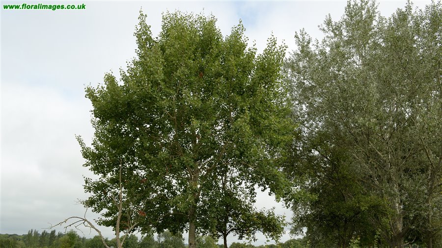 Populus tremula