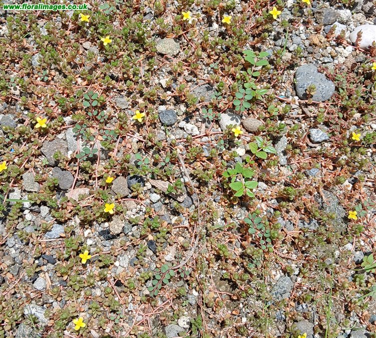 Portulaca quadrifida