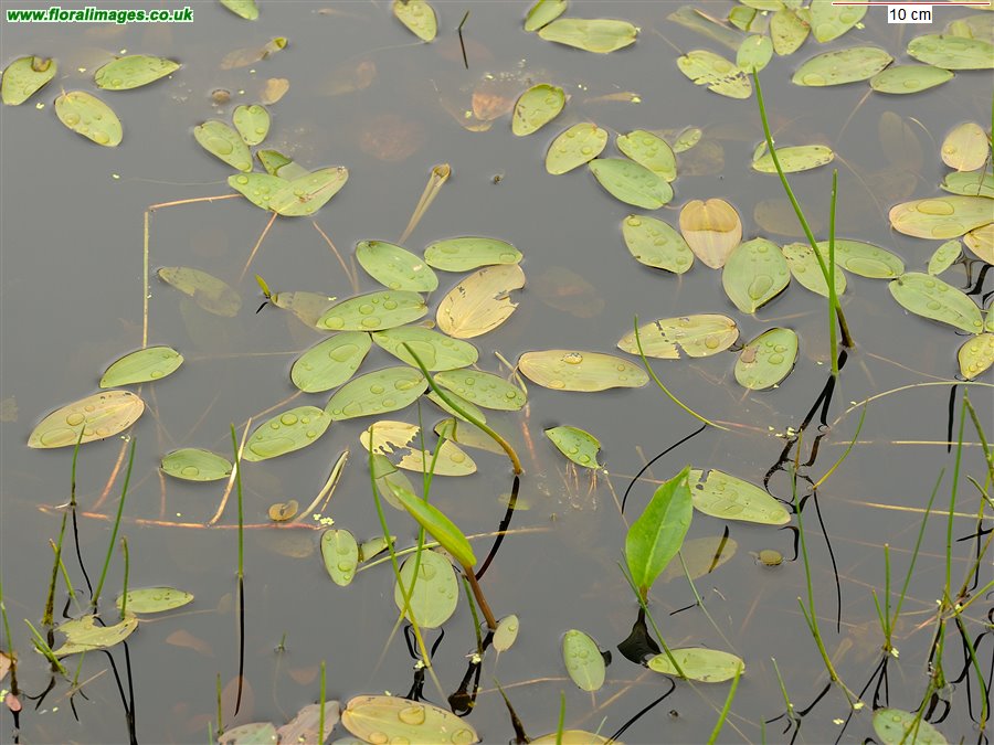 Potamogeton natans