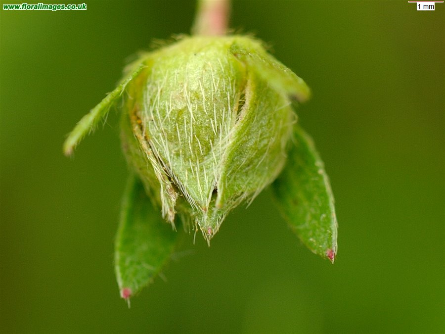 Potentilla erecta
