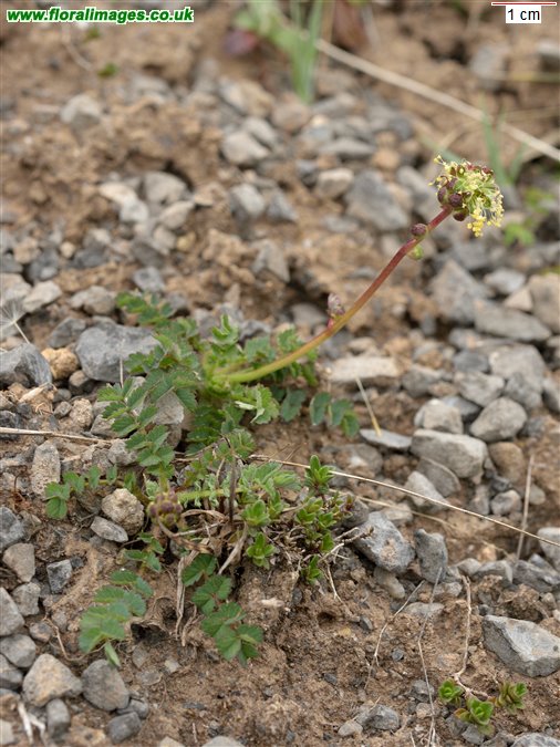 Poterium sanguisorba