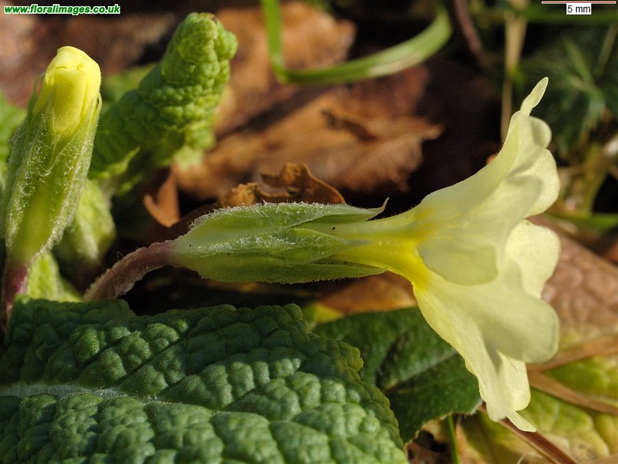 Primula vulgaris
