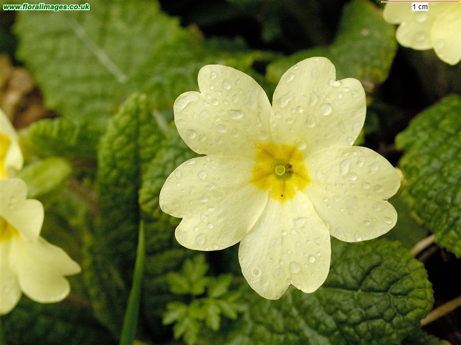 Primula vulgaris
