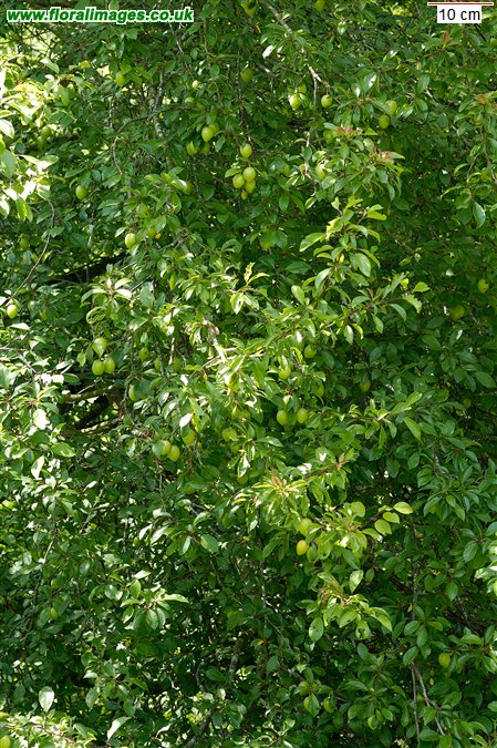 Prunus cerasifera
