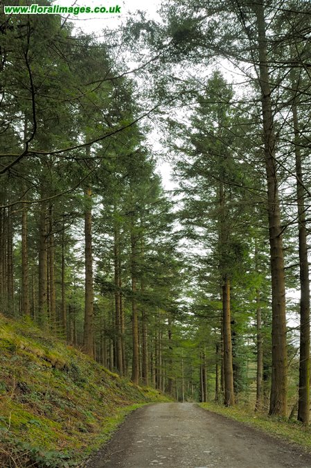 Pseudotsuga menziesii