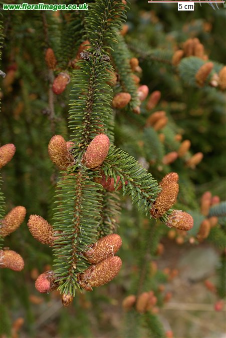 Pseudotsuga menziesii