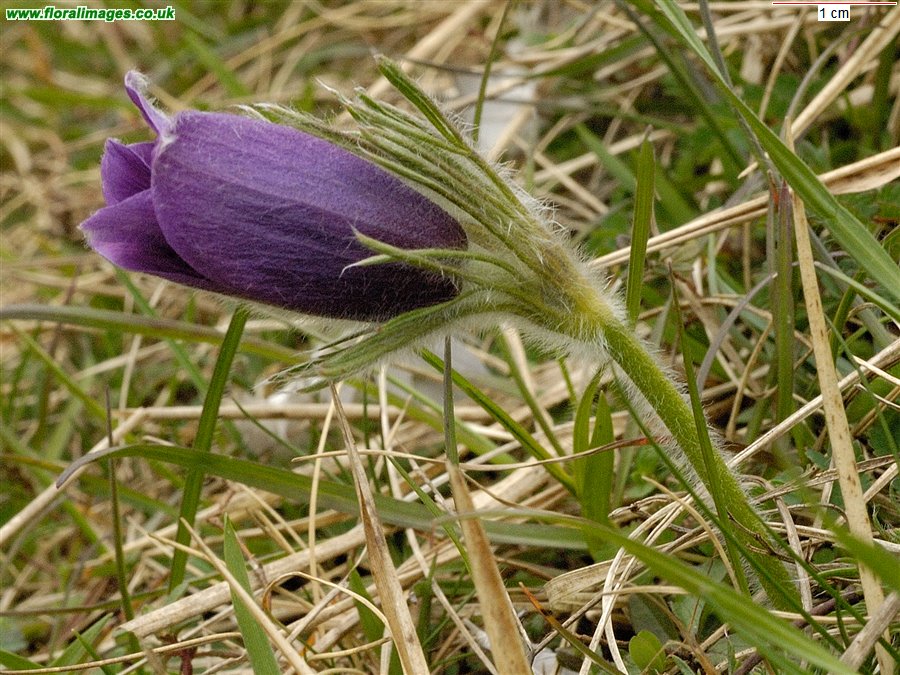 Pulsatilla vulgaris