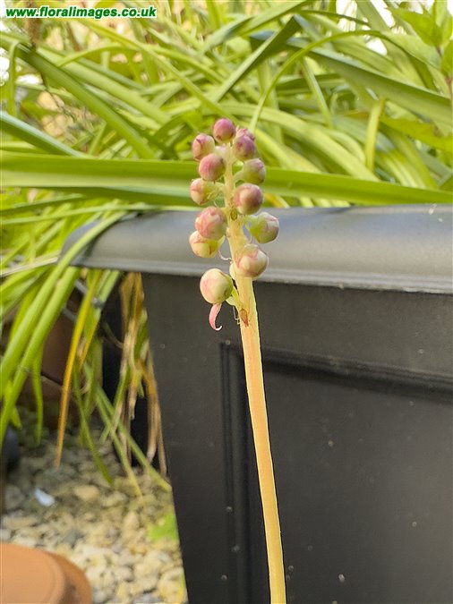 Pyrola minor
