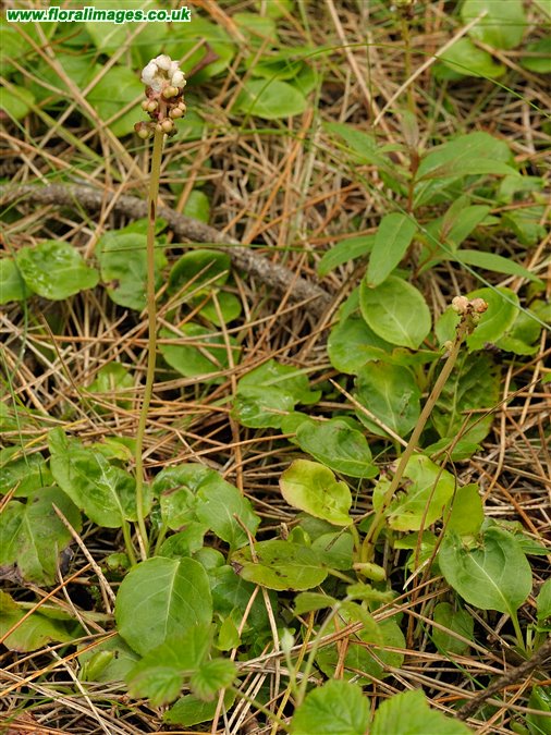 Pyrola minor