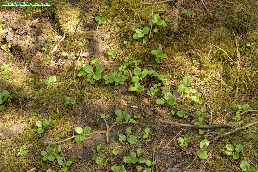 Pyrola minor