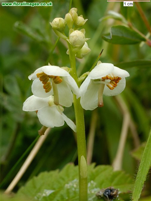 Pyrola rotundifolia