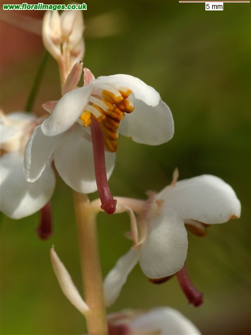 Pyrola rotundifolia