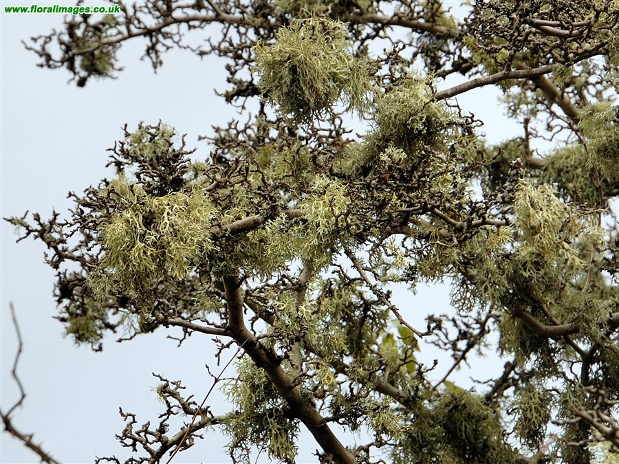 Ramalina farinacea