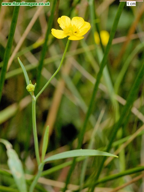 Ranunculus flammula