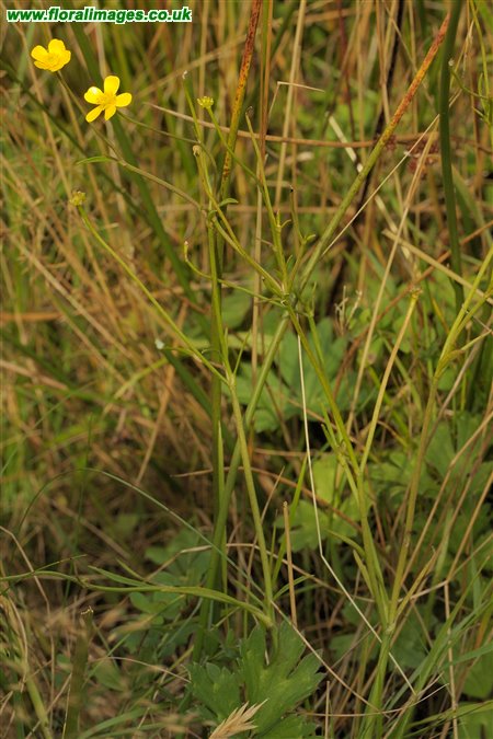 Ranunculus flammula