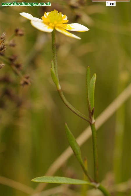 Ranunculus flammula