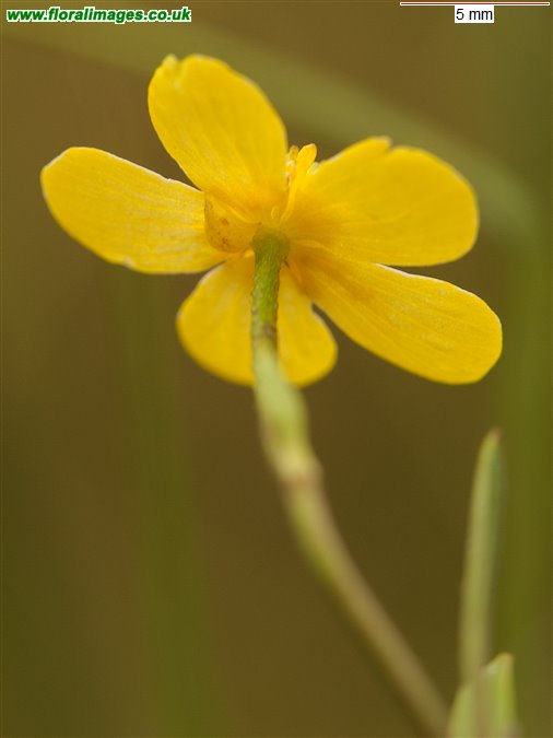 Ranunculus flammula