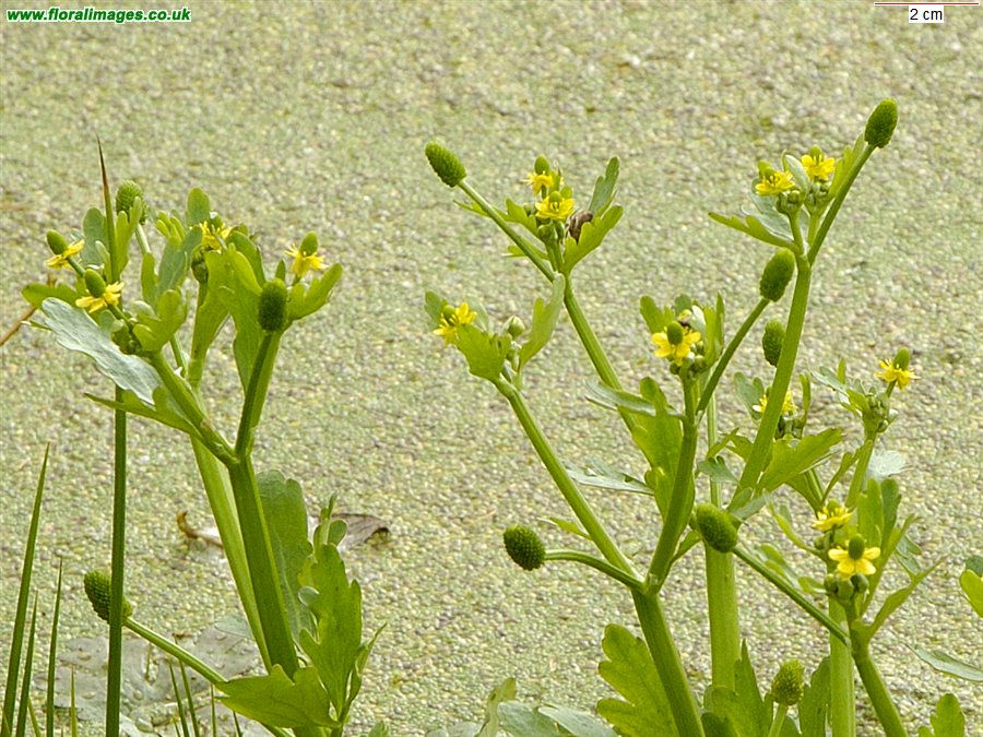 Ranunculus sceleratus