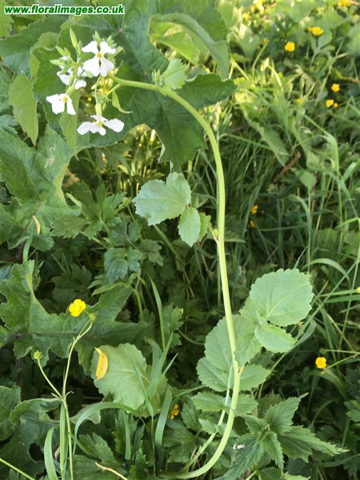 Raphanus raphanistrum