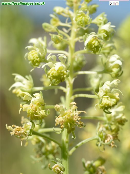 Reseda lutea